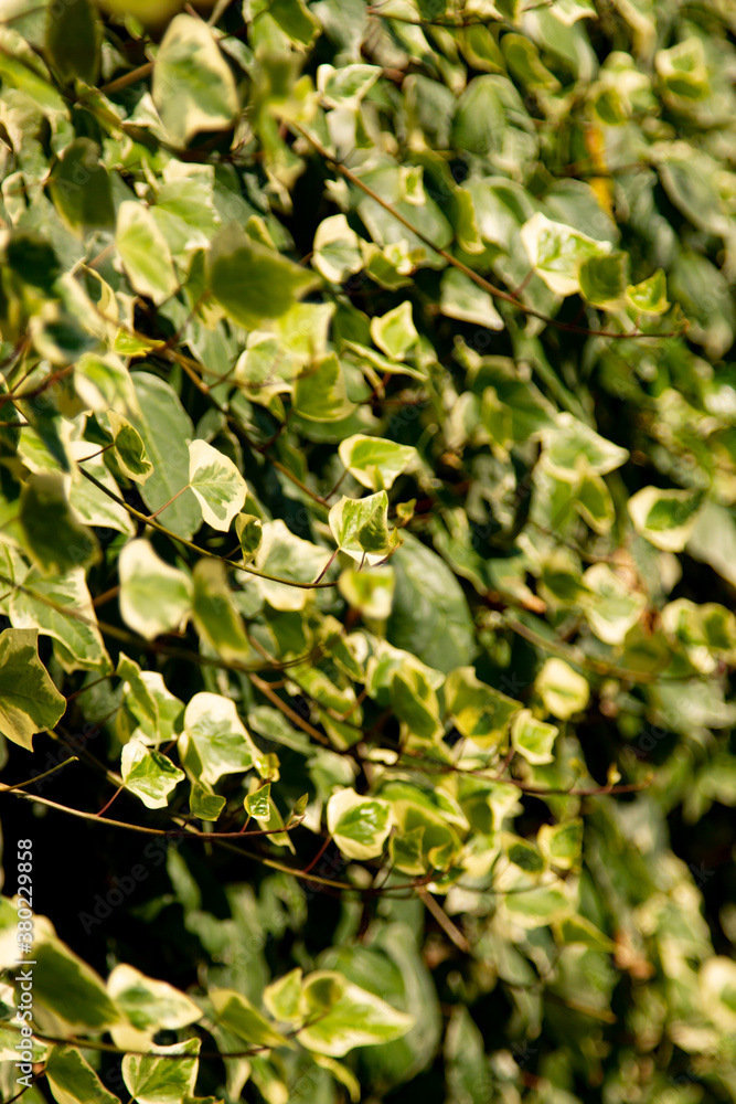 Obraz premium green leaves with yellow spots as background