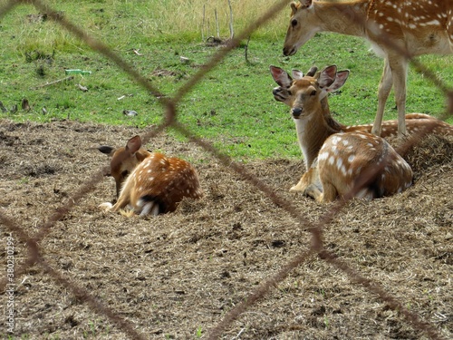 Female spotted deer in a children's Safari Park