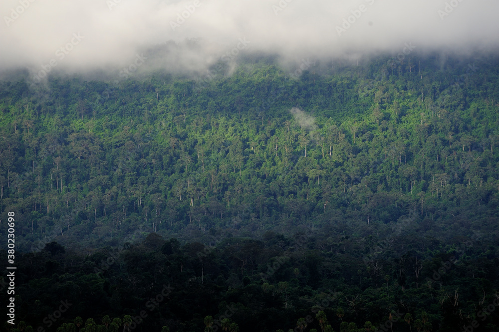 Rain Forest Rain Forest