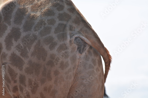 Sticker giraffe in zoo