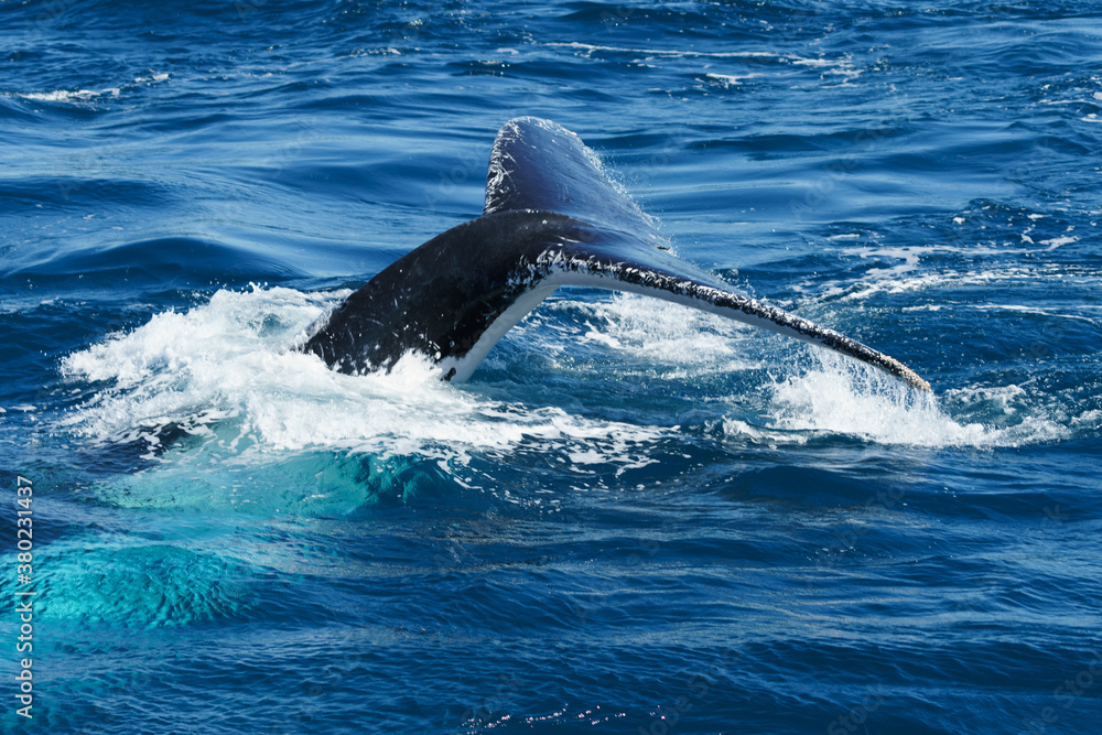 Fototapeta premium Whales closeup at Brisbane Australia
