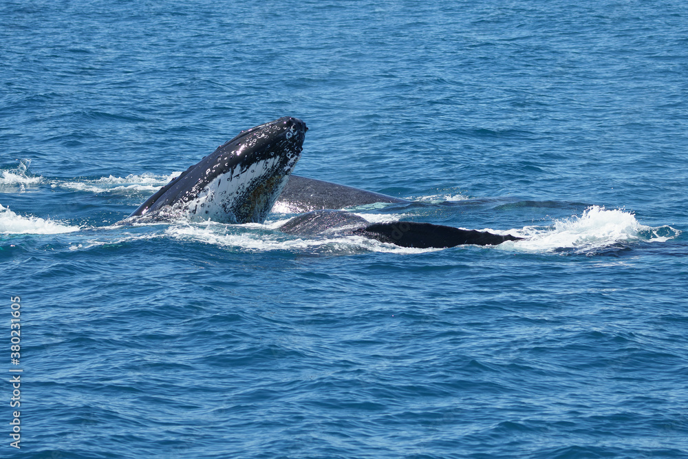 Fototapeta premium Whales closeup at Brisbane Australia