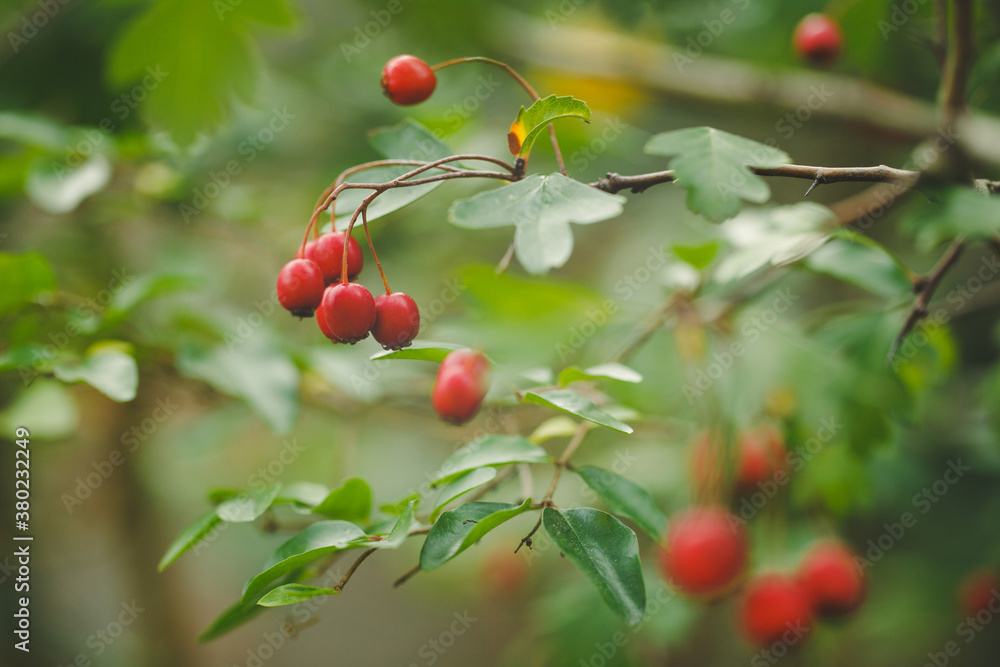Close-up of hawthorn leaves and red berries Close-up of hawthorn leaves and red berries