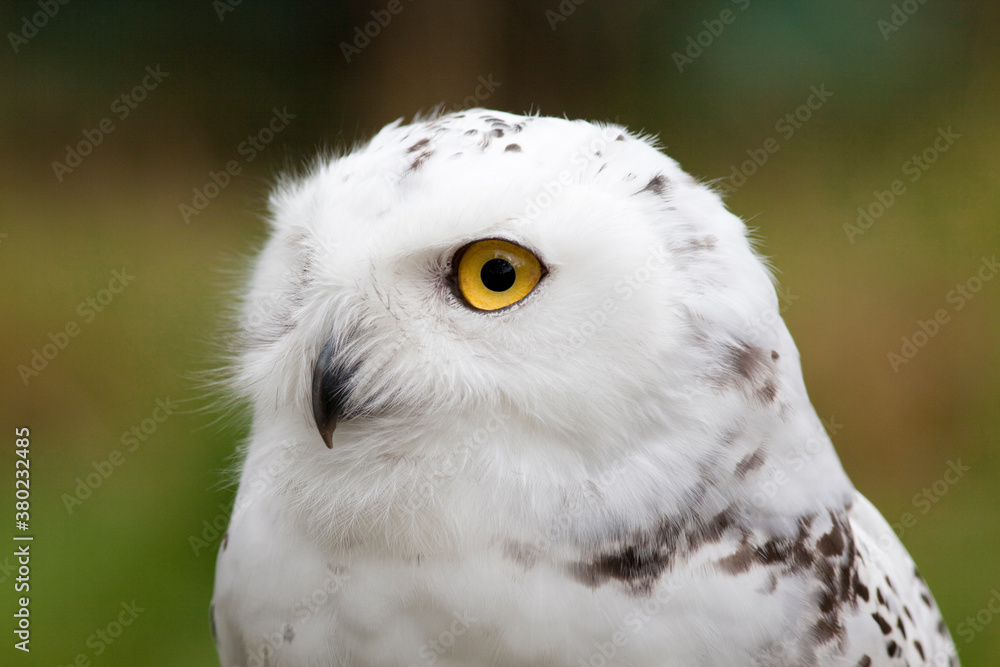 Snowy Owl portrait Snowy Owl portrait