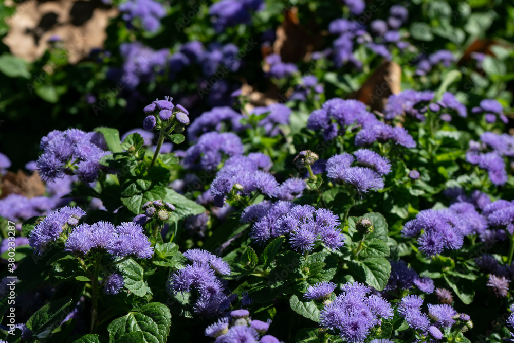 Purple flowers among green leaves. Purple flowers among green leaves.