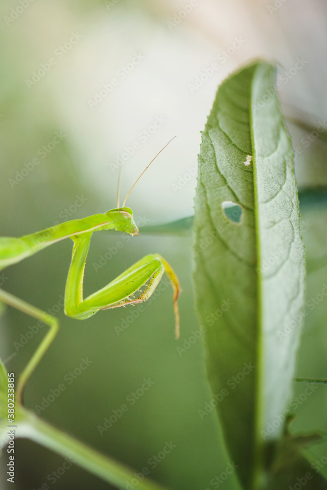 Close-up of European mantis looking straight at the camera Close-up of European mantis looking straight at the camera