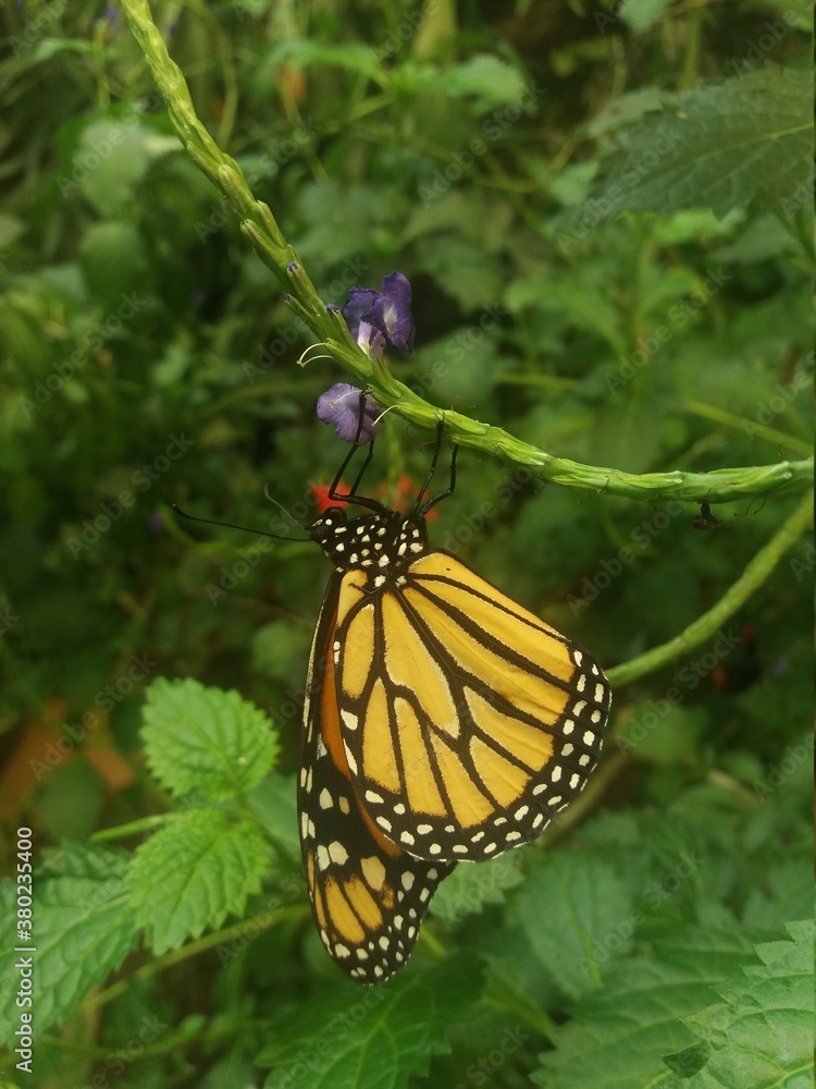 Fototapeta premium monarch butterfly on a flower