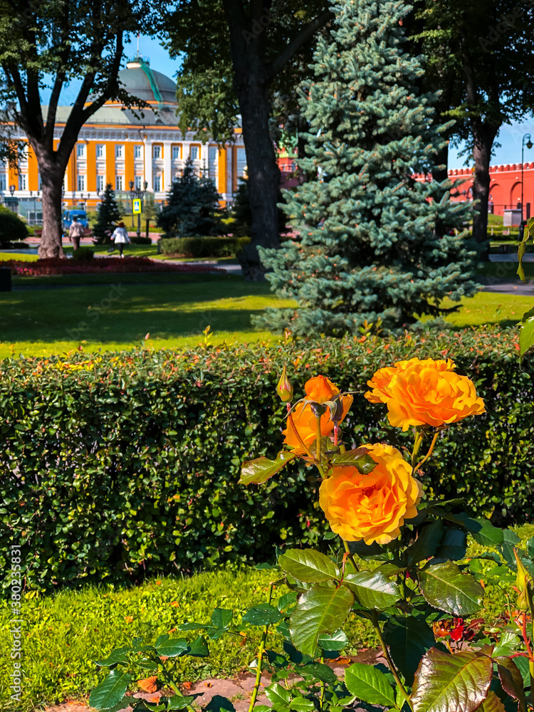 Colorful flowers in Moscow Kremlin gardens. Moscow, Russia.