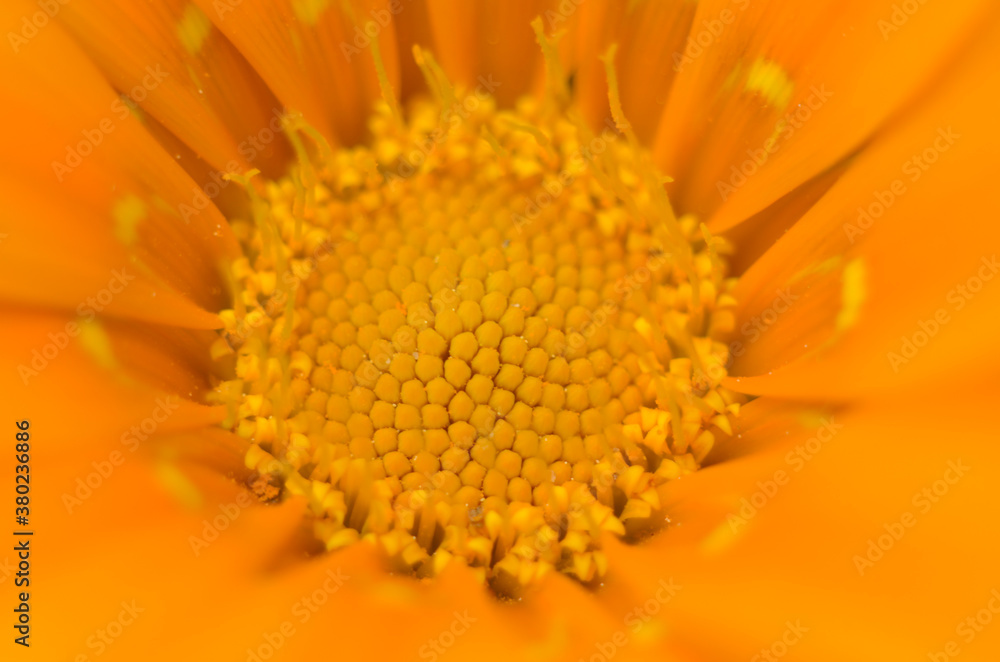 Beautiful gazania flower close up .Macro photo Beautiful gazania flower close up .Macro photo