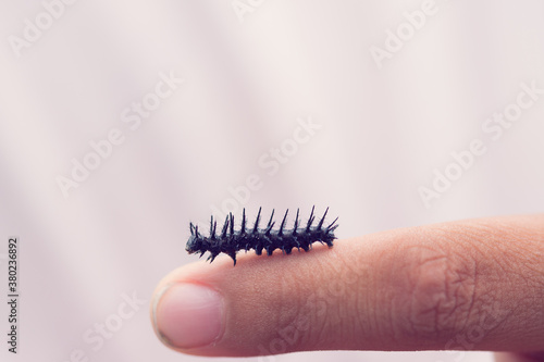 Black spiny caterpillar crawling on a young child