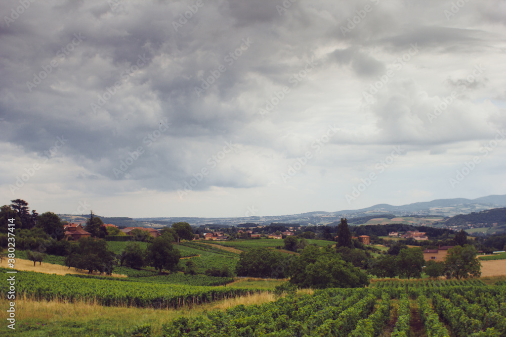 Vineyard Vineyard