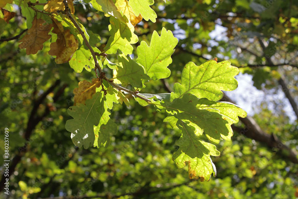 close-up of oak leaves against a blue sky