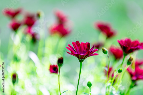 Magenta color of Cape Marguerite flowers in the garden on green background. © Limin Xiao