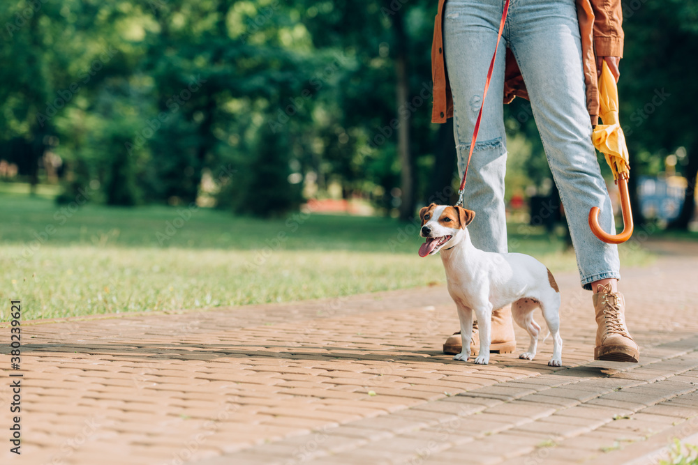 Cropped view of jack russell terrier on leash standing near woman with umbrella in park Cropped view of jack russell terrier on leash standing near woman with umbrella in park