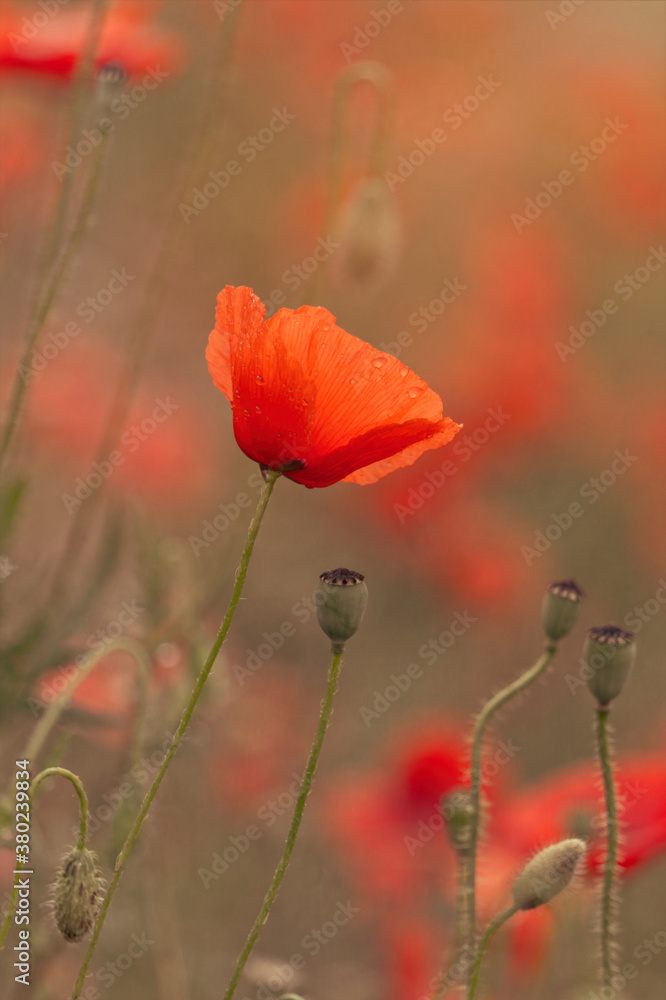 Blooming red poppies and sunny summer meadow Blooming red poppies and sunny summer meadow