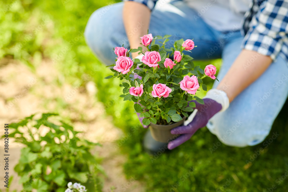 gardening and people concept - woman planting rose flowers at summer garden