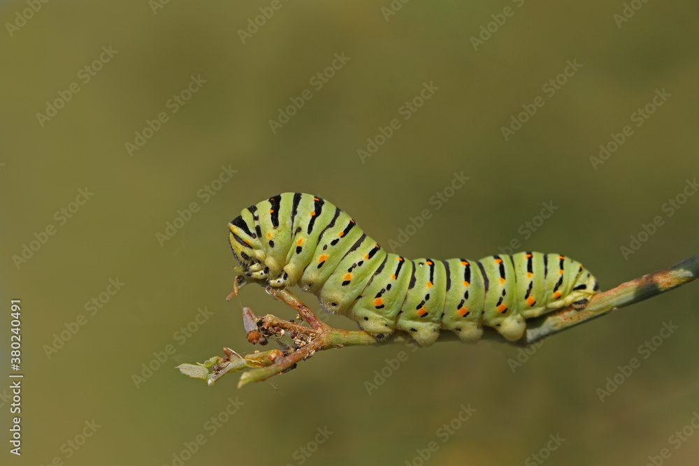 Swallowtail caterpillar or swallowtail butterfly larva Latin papilio machaon green with black stripes and red spots close up on wild fennel in Italy