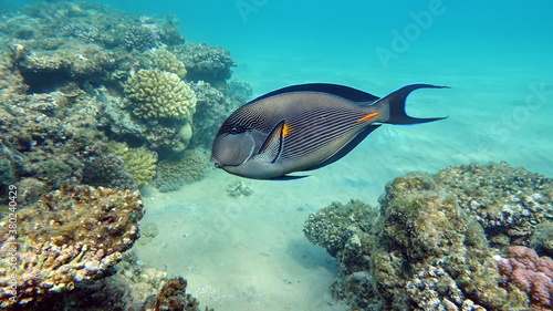 Beautiful fish on the Red Sea reef.