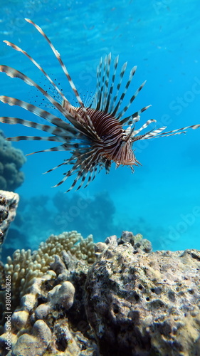 Lionfish. Fish - a type of bone fish Osteichthyes. Scorpaenidae. Lionfish warrior.
