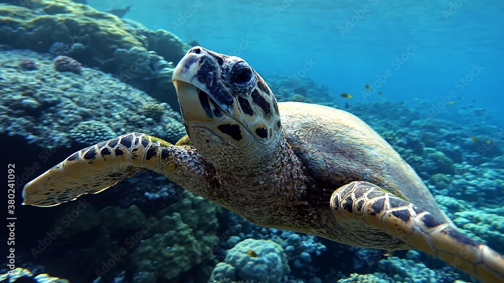 Obraz premium Sea turtles. Large reef turtle Bissa on the reefs of the Red Sea.