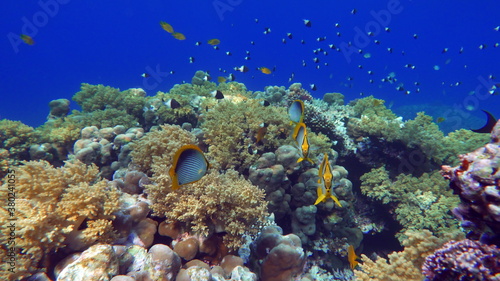 Fototapeta Naklejka Na Ścianę i Meble -  Beautiful fish on the Red Sea reef.
	
