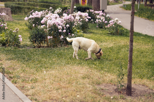 A labrador dog walks on the lawn in a city park. Walking pets. Clear day, healthy lifestyle.