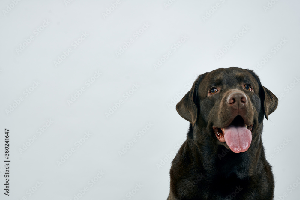 purebred dog on a light background pet cropped view close-up purebred dog on a light background pet cropped view close-up