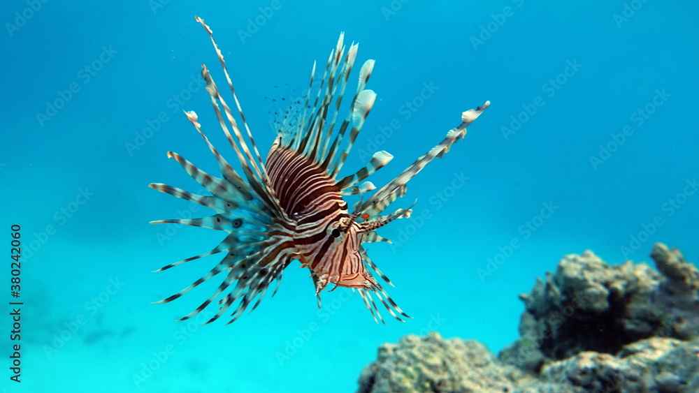 Lion Fish in the Red Sea. Lion Fish in the Red Sea.