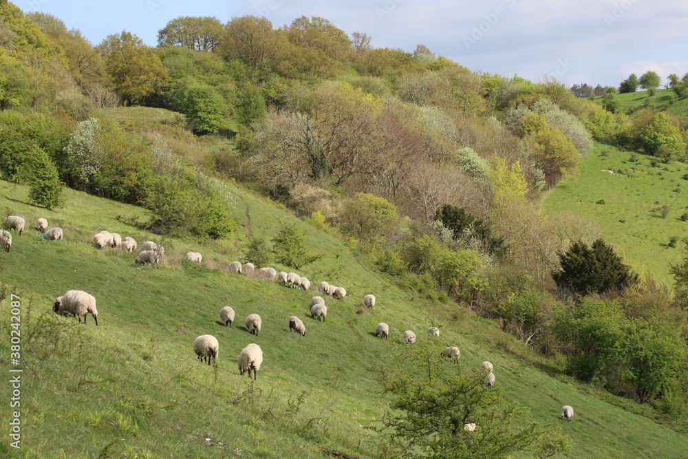 Chilterns Spring Sheep