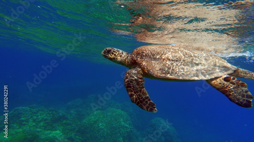 Sea turtles. Large reef turtle Bissa on the reefs of the Red Sea.  