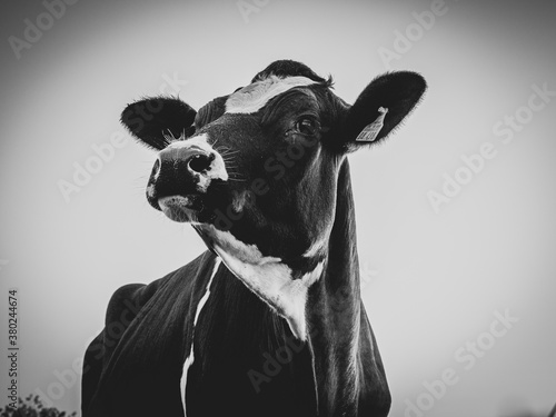 portrait-of-a-black-cow-with-white-spots