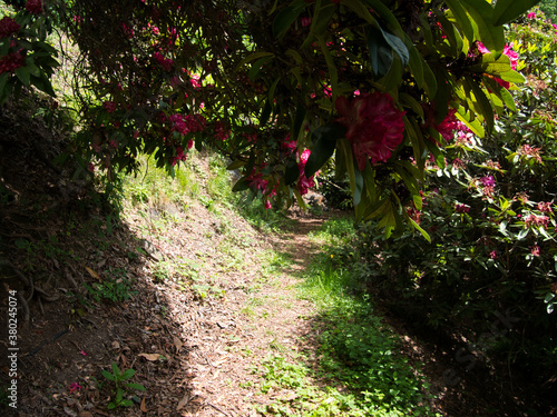 Natural flower carpet from Rhododendrons.
Paths in their forest.Natural Reserve of the Burcina Park, Italy. photo