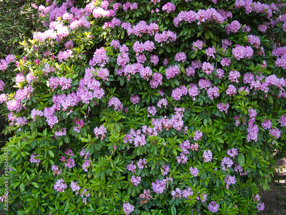 Flowering trees. Flower of Rhododendron. Color purple. Flowering trees. Flower of Rhododendron. Color purple.