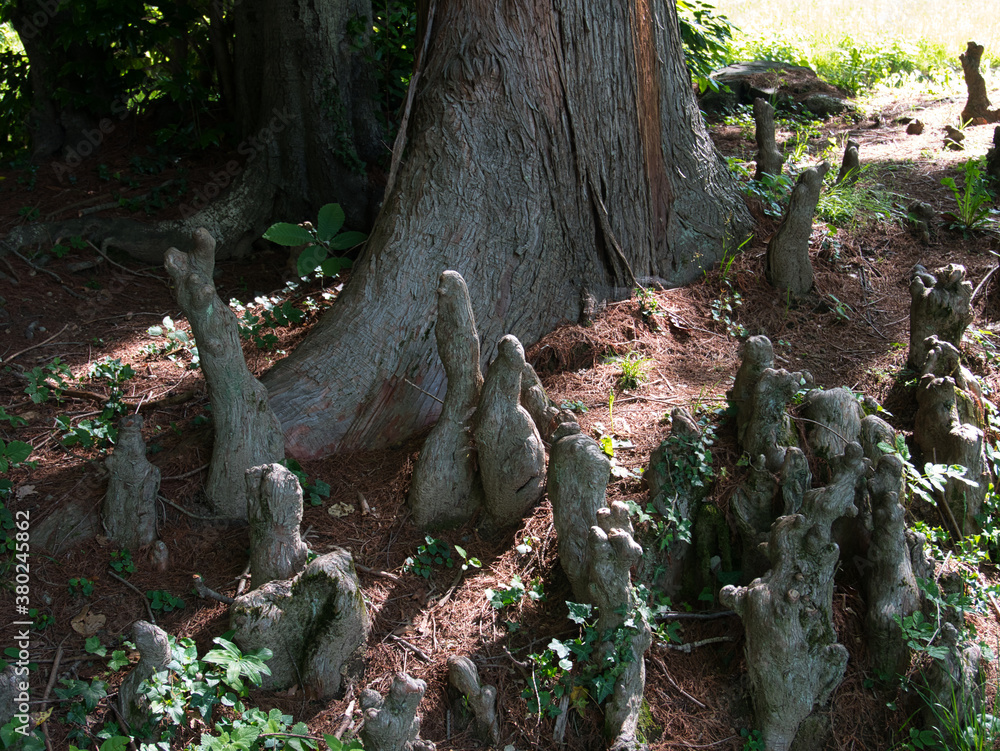 Strange growths from the roots of a tree Strange growths from the roots of a tree