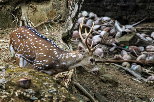 Spotted deer at Ross Island/India. © Neil