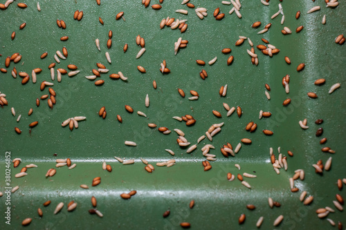 Canvas Print Spoiled food maggots wiggling on the back of a green recycle trash can close up
