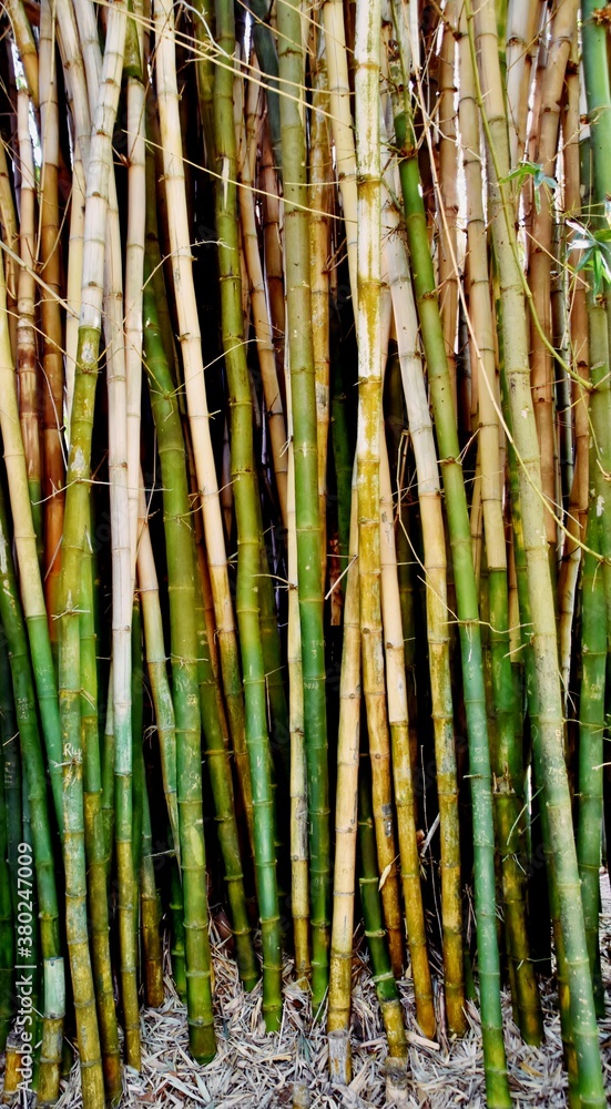 Close up of green and yellow Bamboo tree stems Close up of green and yellow Bamboo tree stems