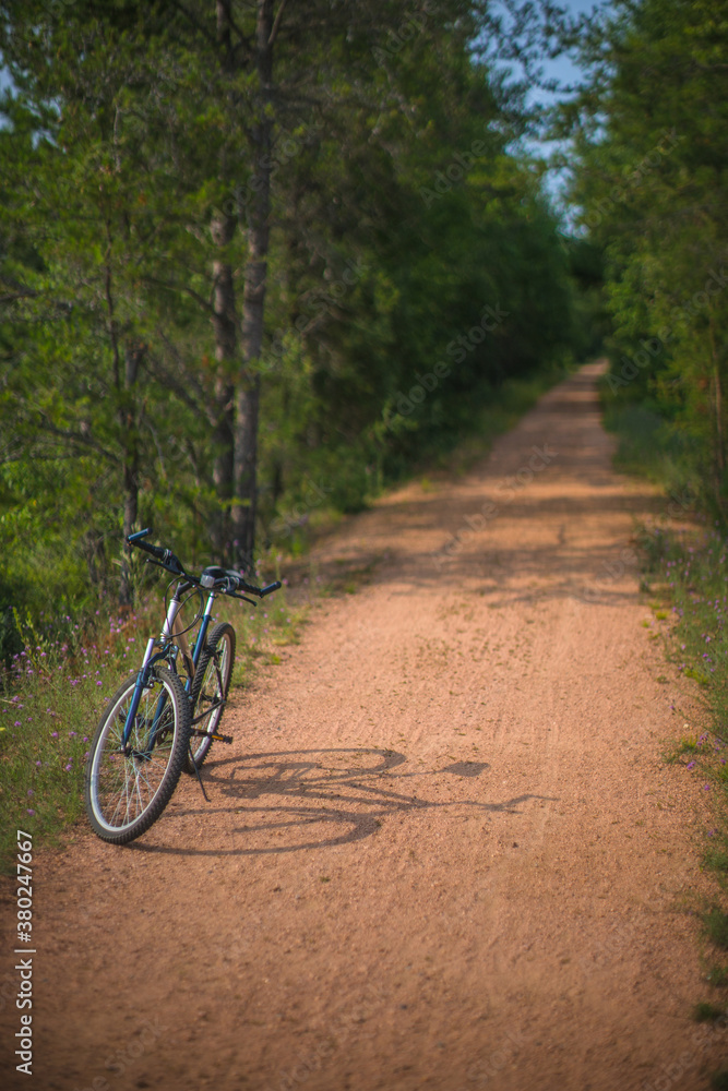 Mountain Bike Parked on a Northern Wooded Trail