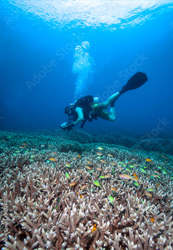Underwater photographer,corals and fishes.