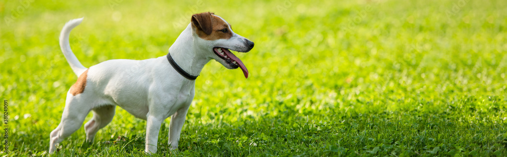 Panoramic crop of jack russell terrier dog standing on grass
