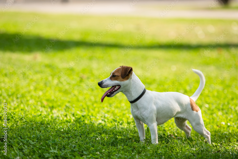 Selective focus of jack russell terrier dog standing on grass Selective focus of jack russell terrier dog standing on grass