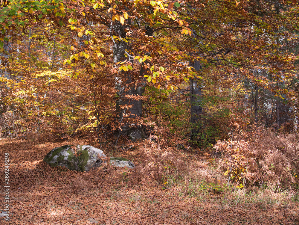 Autumn in the forest. Stone with moss. Rhodope Mountains, Bulgaria. Autumn in the forest. Stone with moss. Rhodope Mountains, Bulgaria.
