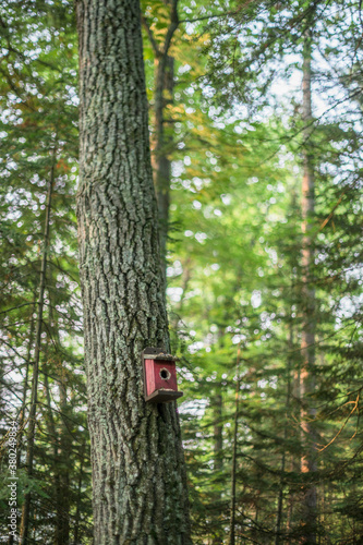 Whimsical Bird Houses in the Woods photo