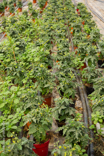 View of growing organic tomatoes in pots in glasshouse