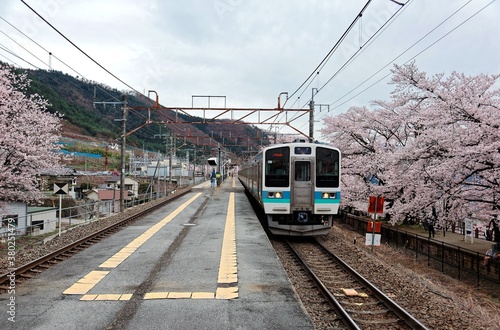 A local train passing by the platform of a station with sakura cherry blossoms lining up along the railway ~ Spring scenery of sakura and railroad at JR Katsunuma Station in Yamanashi, Japan