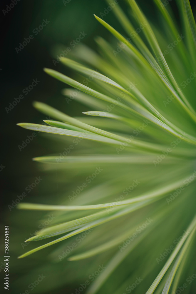 Texture of pine needles.