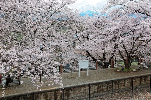 Scenic view of the platform of JR Katsunuma Station in Yamanashi, Japan, with sakura cherry blossoms by the railway ~ Beautiful scenery of sakura and railroad in spring photo