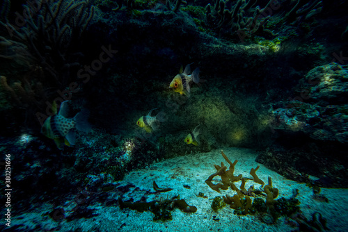 Poissons tropicaux photo