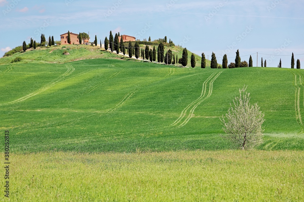 Beautiful spring scenery of Tuscany countryside with an isolated farmhouse standing alone on top of a rolling hill with green grass fields and cypress trees under clear sunny sky in Val d'Orcia, Italy