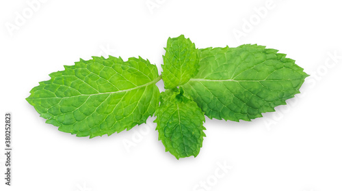 Clipping path. Mint leaves isolated on white background.